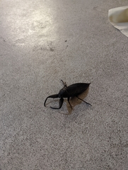 Lethocerus collosicus