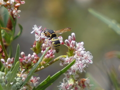 Euodynerus hidalgo viereckii