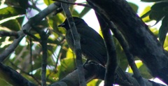 Carpornis melanocephala