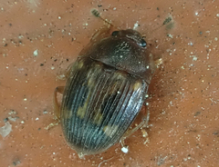 Stelidota geminata