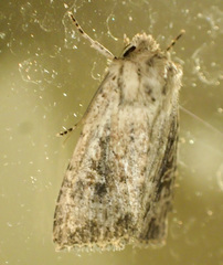 Dasygaster nephelistis