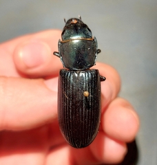 Temnoscheila colossus