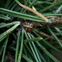 Coccidae