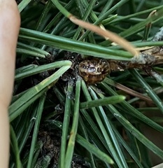 Coccidae