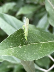 Alloperlini
