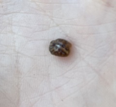 Coccidae
