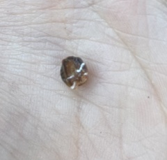 Coccidae