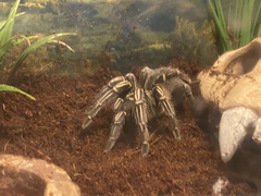 Grammostola pulchripes
