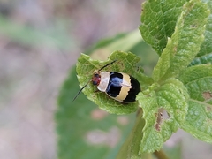 Alagoasa bipunctata