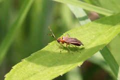 Adelphocoris rapidus