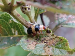 Alagoasa bipunctata