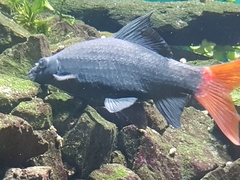 Epalzeorhynchos bicolor