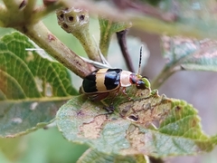 Alagoasa bipunctata