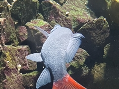 Epalzeorhynchos bicolor