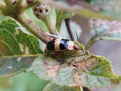 Alagoasa bipunctata