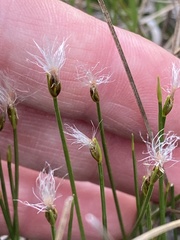 Trichophorum alpinum