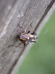 Capsodes