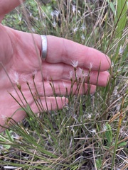 Trichophorum alpinum