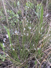 Trichophorum alpinum