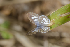 Leptotes cassius cassius