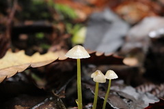 Mycena subviscosa