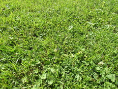 Satyrium calanus