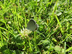 Satyrium calanus