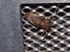 Pterolophia annulata