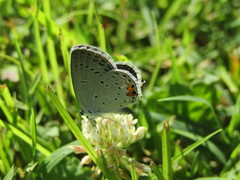Satyrium calanus