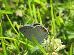 Satyrium calanus