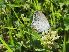 Satyrium calanus