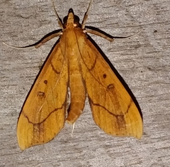 Anarmodia