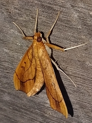Anarmodia