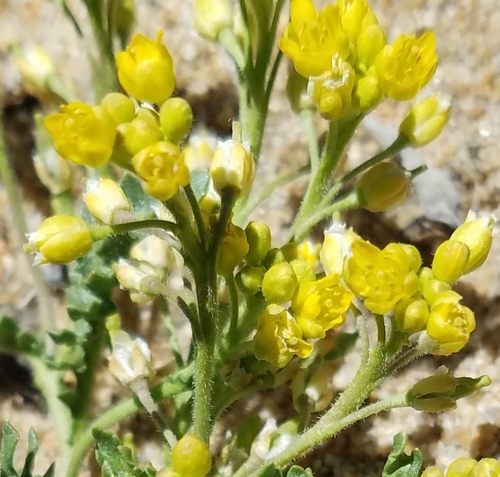 Image of Rorippa subumbellata by (c) Kate Crowell Walker, some rights reserved (CC BY)