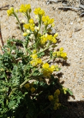 Rorippa subumbellata