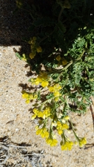 Rorippa subumbellata