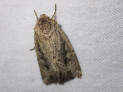 Dasygaster nephelistis