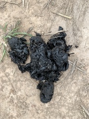 Chrysocyon brachyurus