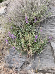 Penstemon platyphyllus