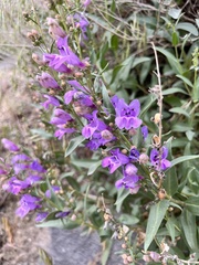 Penstemon platyphyllus