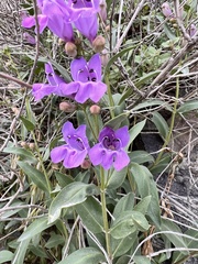 Penstemon platyphyllus