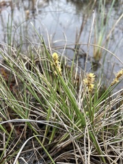 Carex sterilis