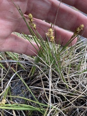 Carex sterilis