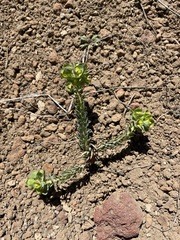 Euphorbia crenulata