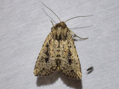 Dasygaster nephelistis