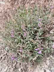 Penstemon platyphyllus