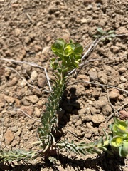 Euphorbia crenulata
