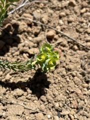 Euphorbia crenulata