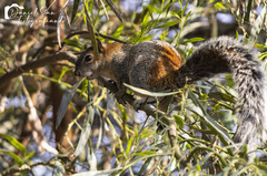 Sciurus aureogaster