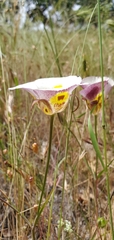 Calochortus superbus